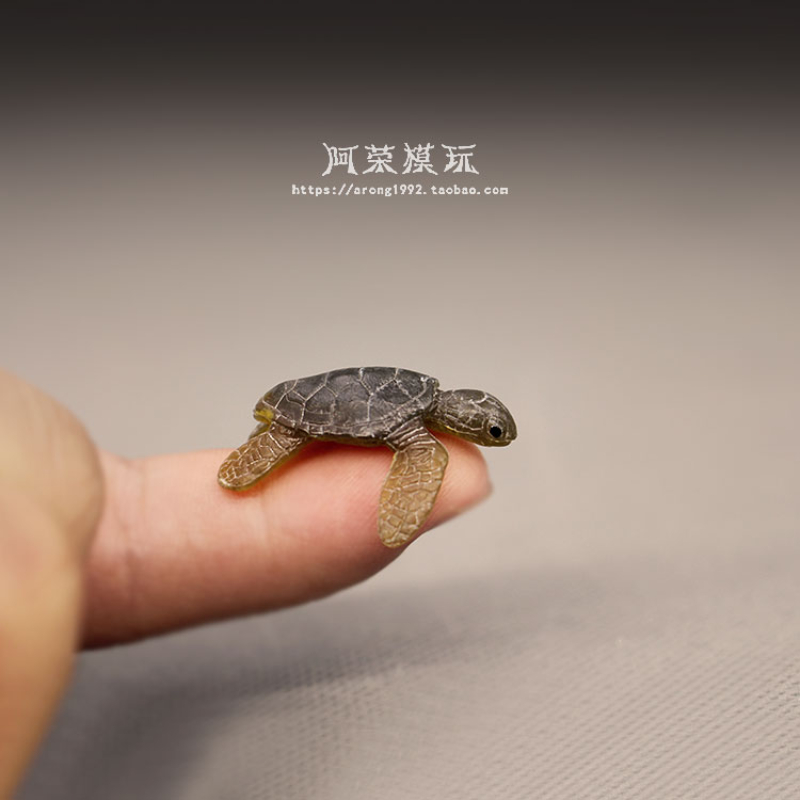 Życie morskie żółwiem morskim  – Marine Aquarium Japan recenzja i cena